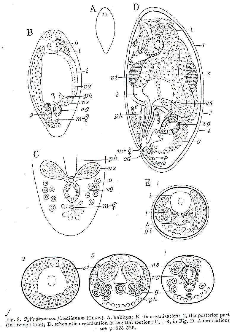 Image de Cylindrostoma