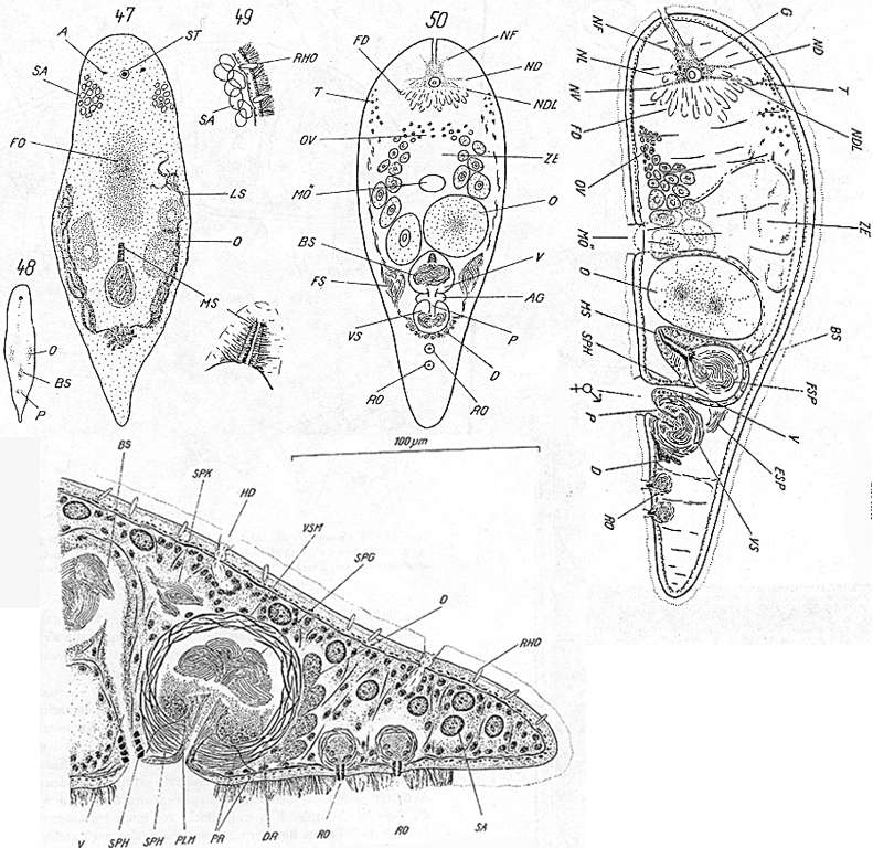 Image of Convoluta