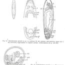 Imagem de Cylindrostoma gracilis Westblad 1955