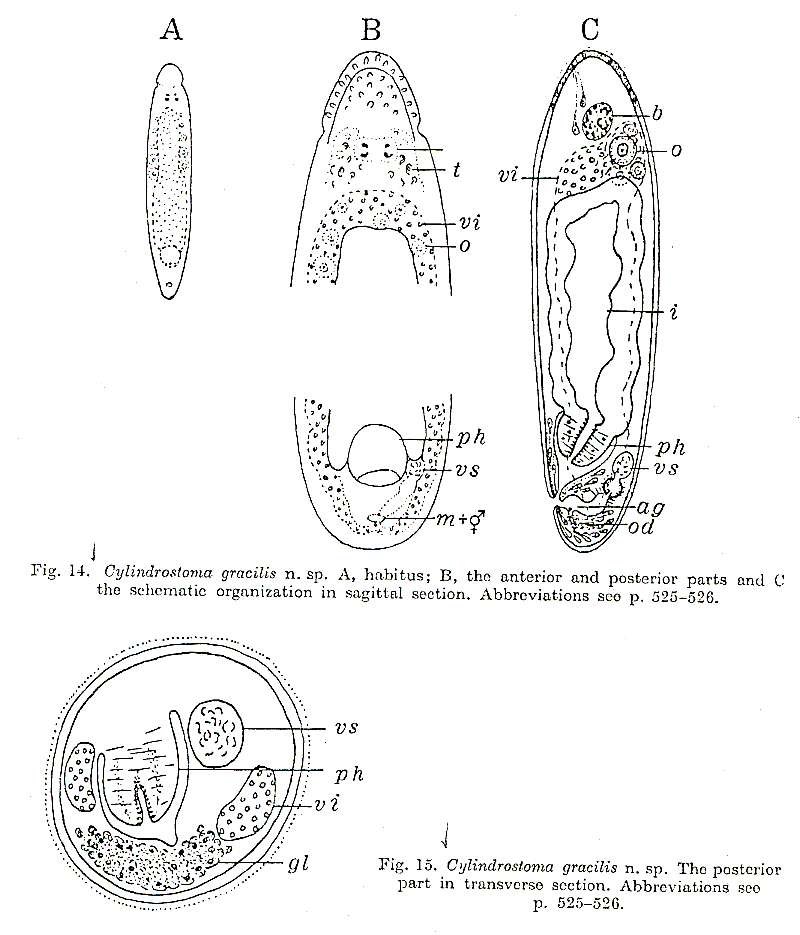 Image of Cylindrostoma gracilis Westblad 1955