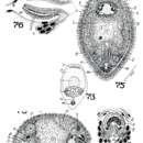 Image of Cylindrostoma ibeenum Marcus 1950