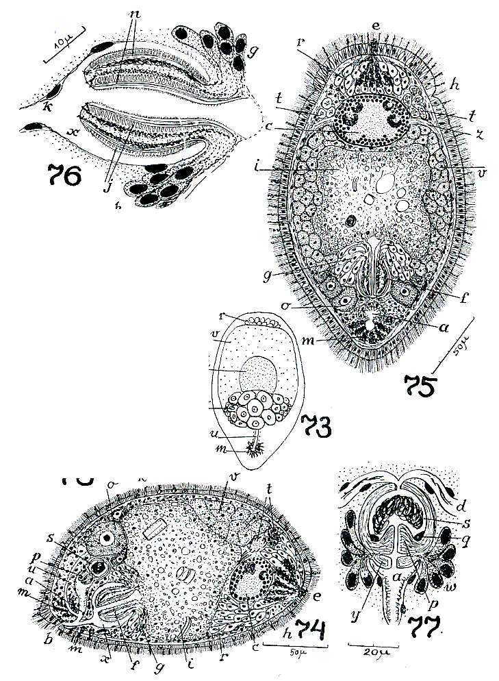 Image of Cylindrostoma ibeenum Marcus 1950