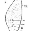 Image of Cylindrostoma luridum Riedl 1954