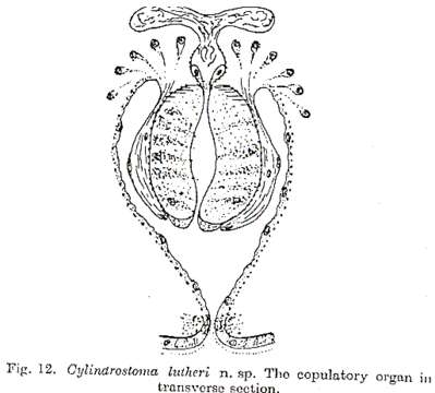 Image of Cylindrostoma lutheri Westblad 1955