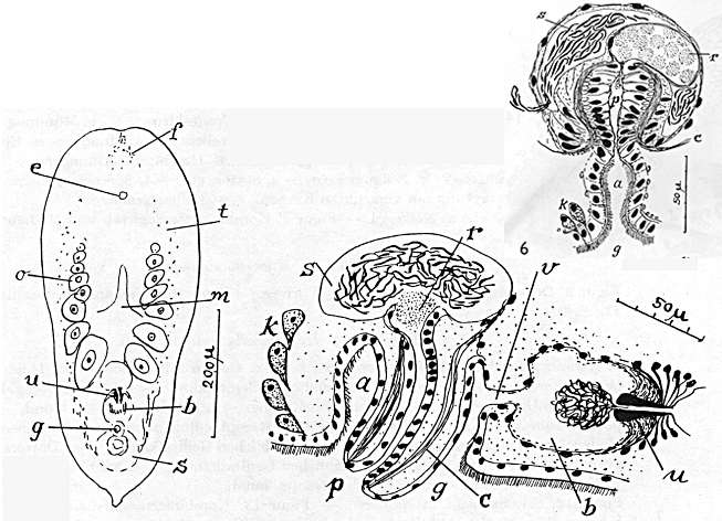 Image of Isodiametra urua (Marcus 1954)