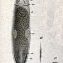 Image of Cylindrostoma monotrochum (Graff 1882)