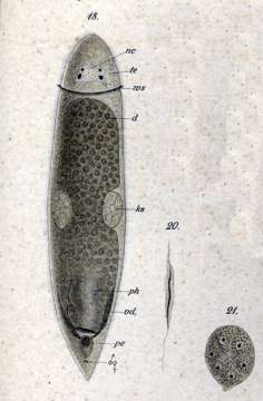Image of <i>Cylindrostoma monotrochum</i> (Graff 1882)