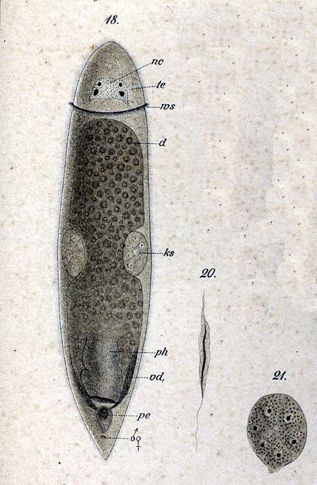 Image de Cylindrostoma monotrochum (Graff 1882)