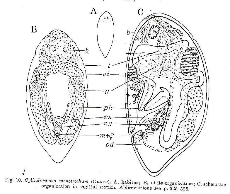 Image de Cylindrostoma monotrochum (Graff 1882)
