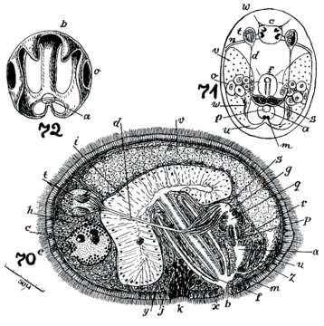 Image of Cylindrostoma netsicum Marcus 1950