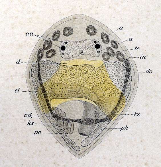 Image of Cylindrostoma pleiocelis Graff 1882