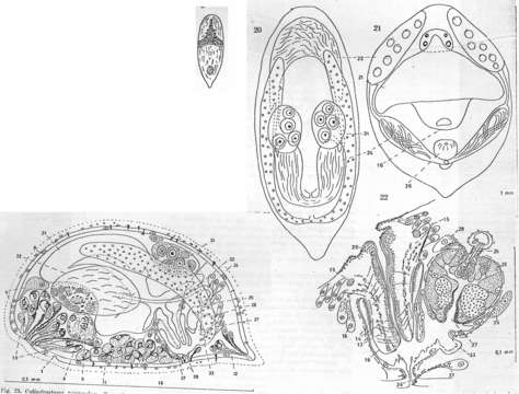 Image of Cylindrostoma triangulum Karling 1962