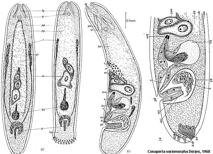 Sivun Isodiametra variomorpha (Dörjes 1968) kuva