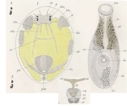 Image of Cylindrostoma zooxanthella (Graff 1886)