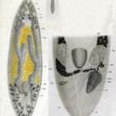 Image of Allostoma pallidum Beneden 1861