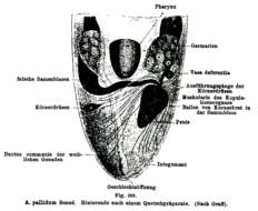 Image of Allostoma