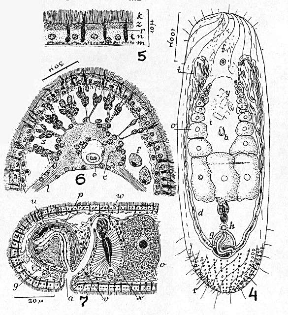 Image of Isodiametra vexillaria (Marcus 1948)