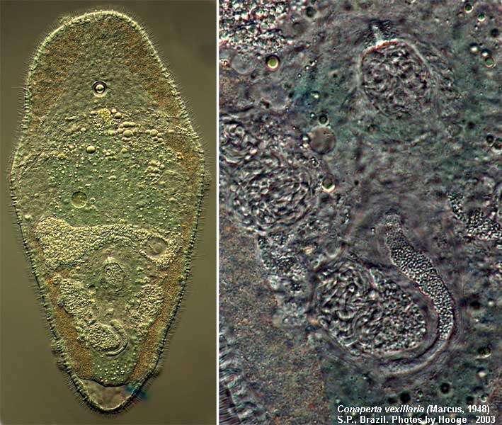 Sivun Isodiametra vexillaria (Marcus 1948) kuva