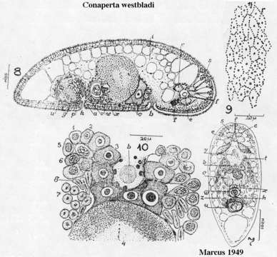 Image of Isodiametra westbladi (Marcus 1949)