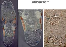 Image of Isodiametra westbladi (Marcus 1949)