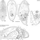 Image of Diatomovora amoena Kozloff 1965