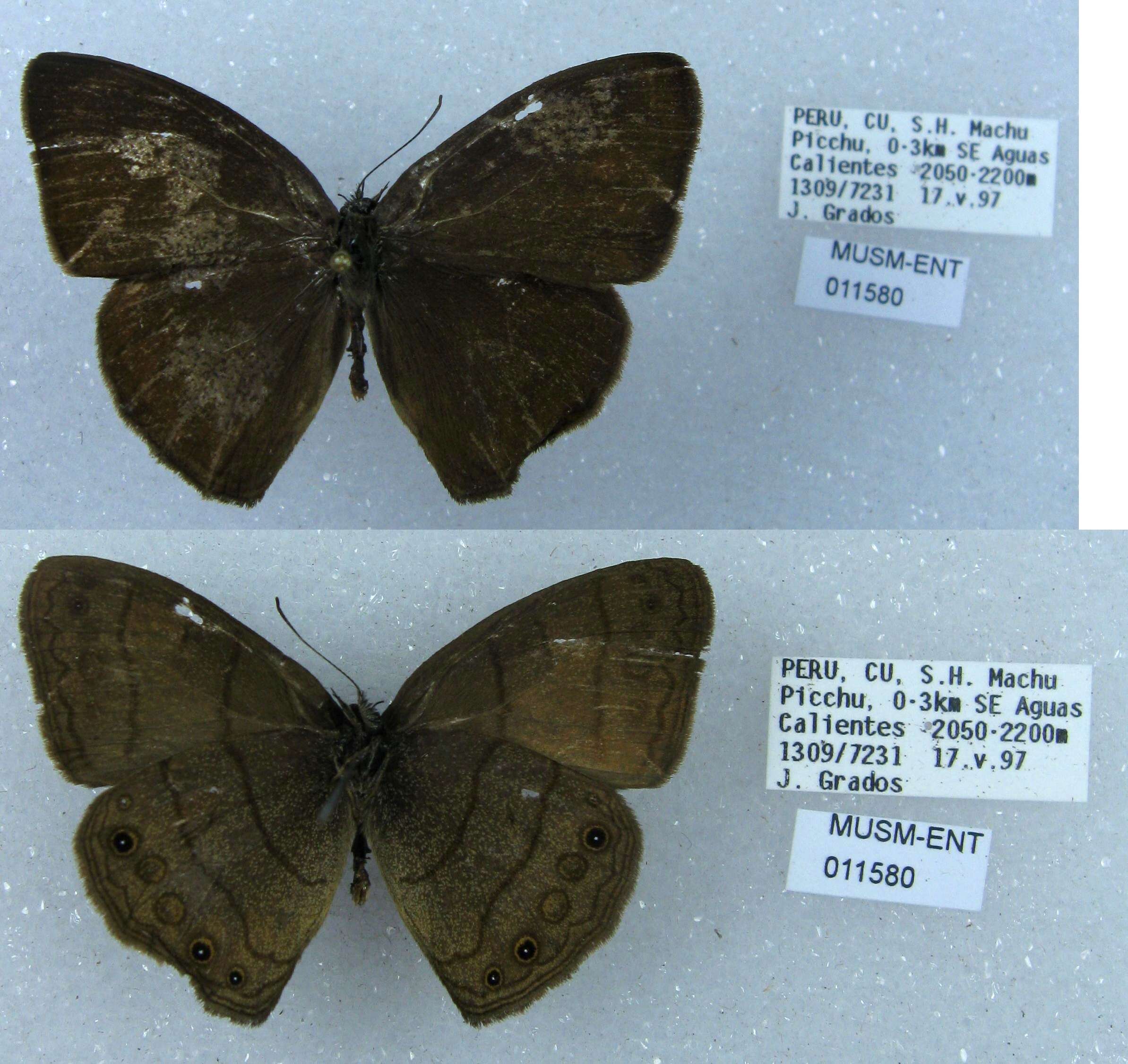 Imagem de Euptychia gisella Hayward 1957