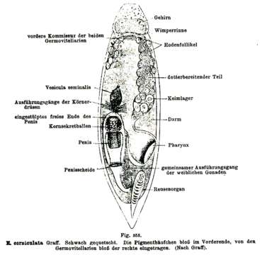 Image of Euxinia