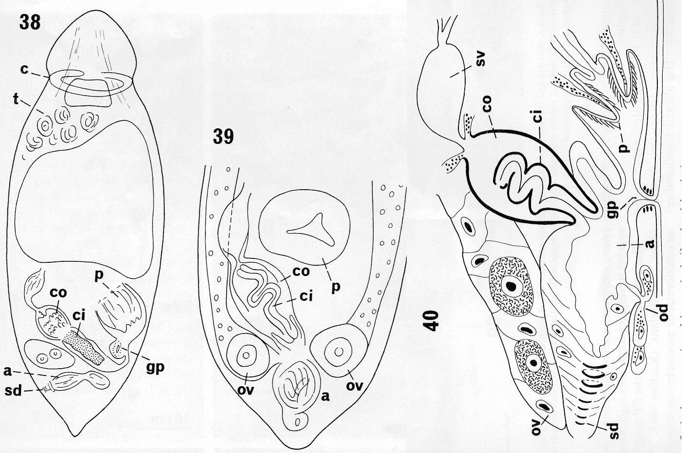 Image of Euxinia baltica Meixner 1938