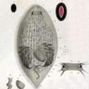 Image of Monoophorum striatum (Graff 1878)
