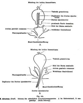 Image of Monoophorum