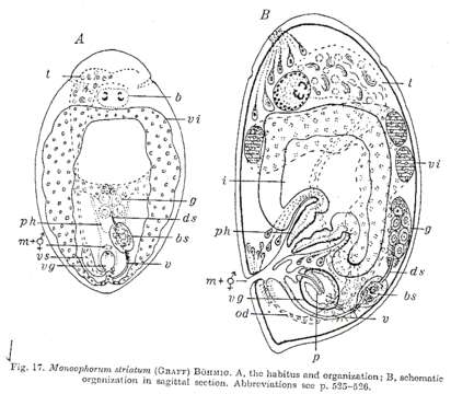 Image of Monoophorum