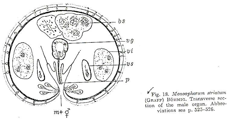 Image of Monoophorum