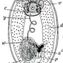 Image of Monoophorum tigacum Marcus 1950