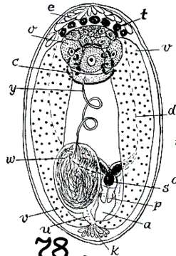 Image of Monoophorum tigacum Marcus 1950