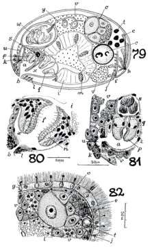 Image of Monoophorum tigacum Marcus 1950