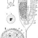 Image of Pregermarium carolinensis Stirewalt, Ferguson & Kepner 1942