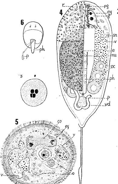 Image of Pregermarium