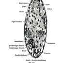 Image of Urastoma cyprinae (Graff 1882)