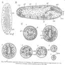 Image de Urastoma cyprinae (Graff 1882)