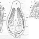 Image de Faerlea echinocardii Dörjes 1972