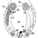 Image of Genostoma tergestina (Calandruccio 1887)