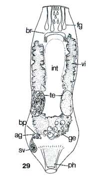 Image of Genostomatidae