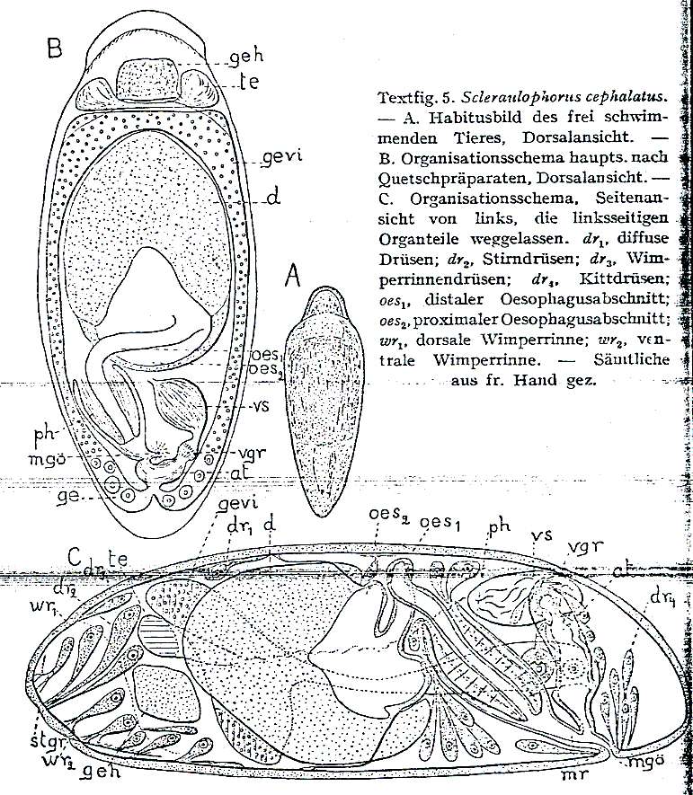 Image of Scleraulophoridae