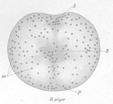 Image of Haplodiscus