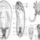 Image de Haploposthia pellucidus (Westblad 1942)