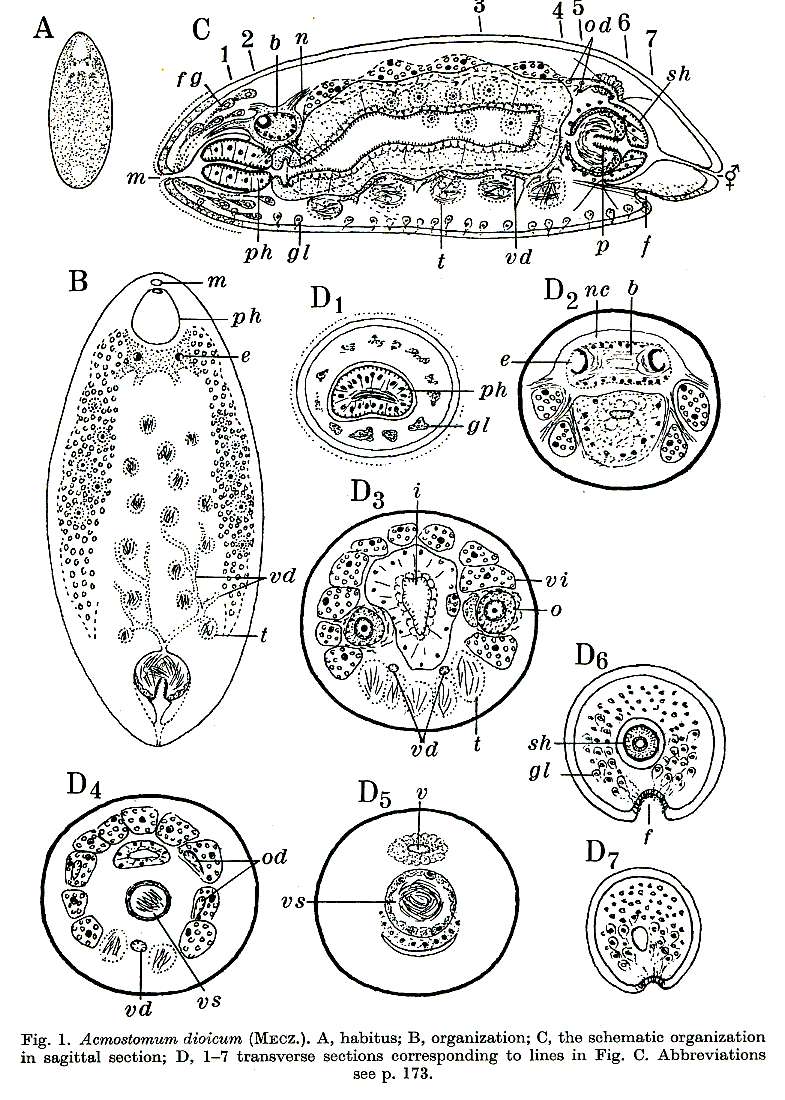 Image of Plagiostomidae