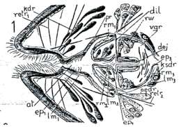 Image of Plagiostomidae