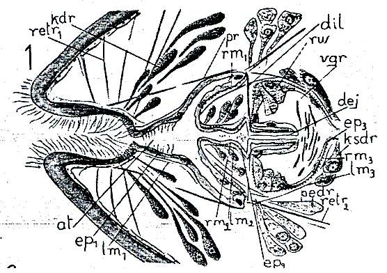 Imagem de Plagiostomidae