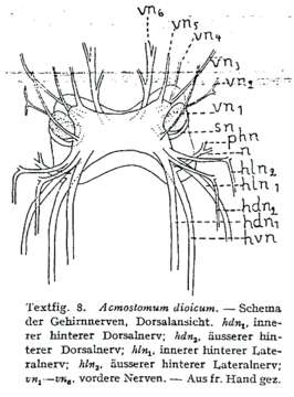 Image of Plagiostomidae