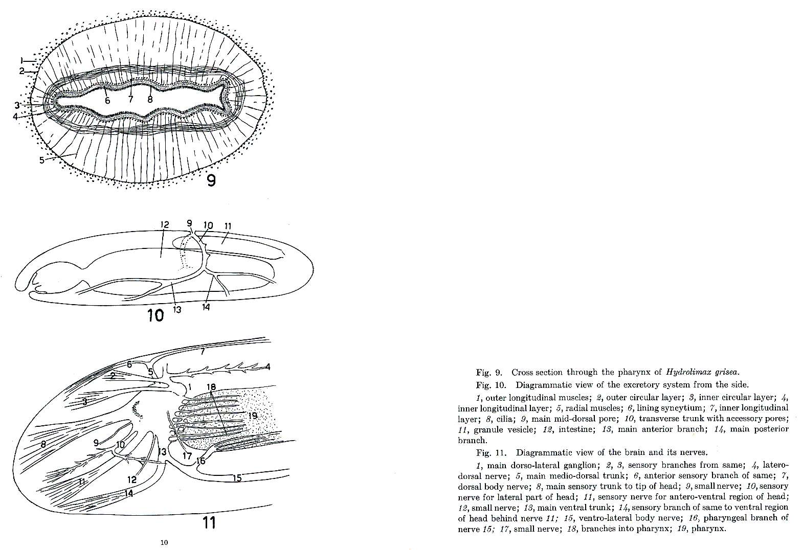 Image of Hydrolimax